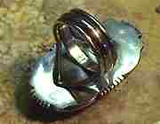 �g���R�΃����O