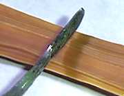 ���X�g���b�N�X����