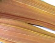 �V���o�[�A�N�Z�T���[